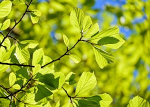 oak, tree, deciduous tree